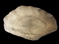 藏品(車渠蛤化石)的圖片